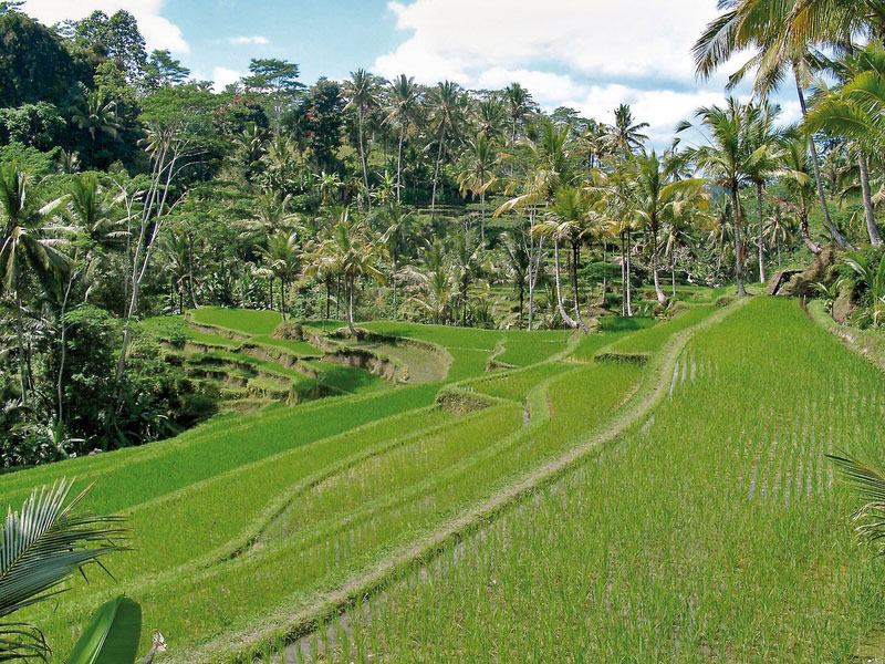 Reisterrassen auf Bali Bali Exklusiv: Reisterrassen auf Bali