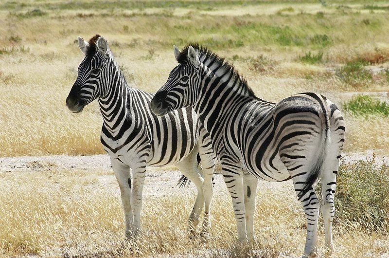 Zebras im Etosha Nationalpark Best of Namibia: Zebras im Etosha Nationalpark