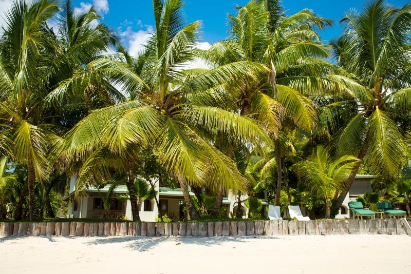 Palmengesäumter Strand vor dem Hotel Indian Ocean Lodge: Palmengesäumter Strand vor dem Hotel