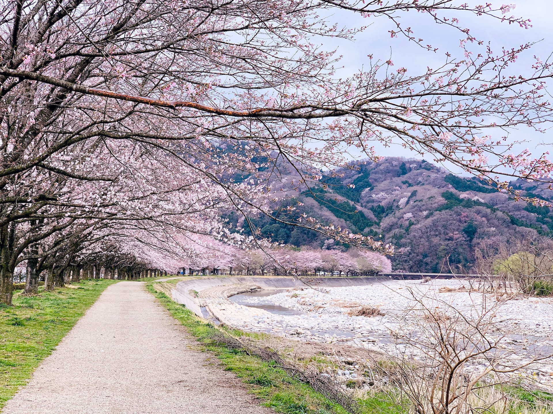 Kirschblüte AIDA: Große Japan-Rundreise zur Frühlingsblüte: Kirschblüte
