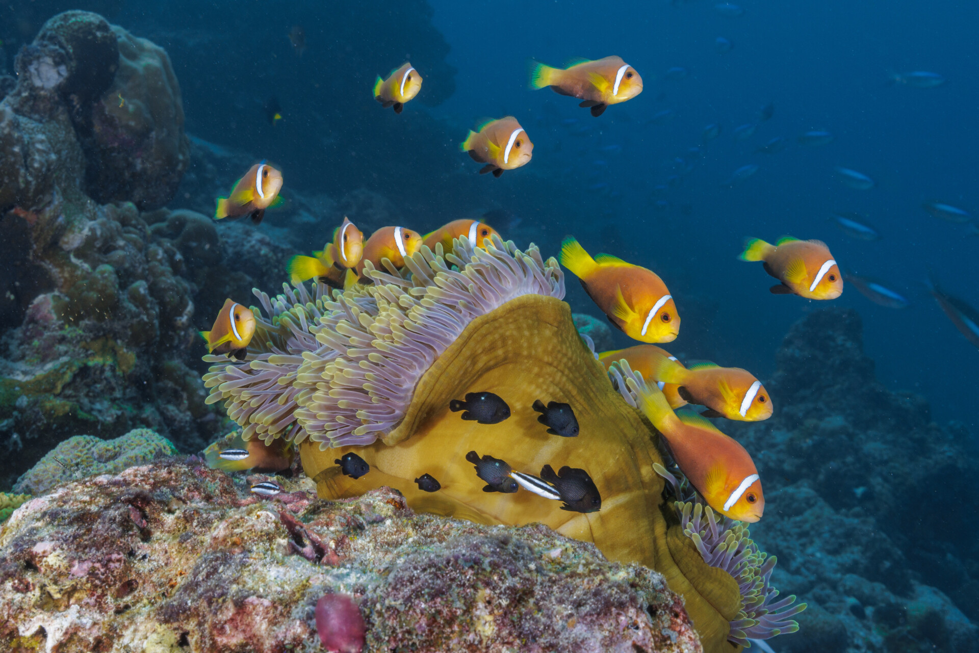 Unterwasserwelt beim Sentido Oblu Helengeli Eine lebendige Szene unter Wasser mit einer Gruppe von Clownfischen, die sich um eine große gelbe Seeanemone herum und auf einem Felsen versammeln. Die Anemone sitzt auf einem felsigen Untergrund, umgeben von Korallen. Im Hintergrund kann man das tiefe Blau des Meeres und einige kleine Fische erkennen.