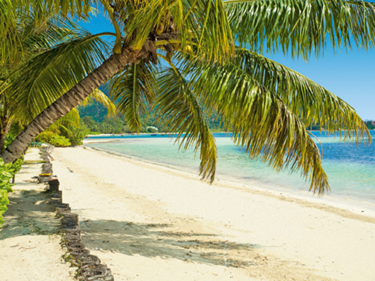 Strand vor der Indian Ocean Lodge Ein tropischer Strand mit klarem, blauen Wasser und weißem Sand, umsäumt von einer Palme, die sich malerisch über den Strand neigt. Im Hintergrund sind grüne Hügel zu erkennen.