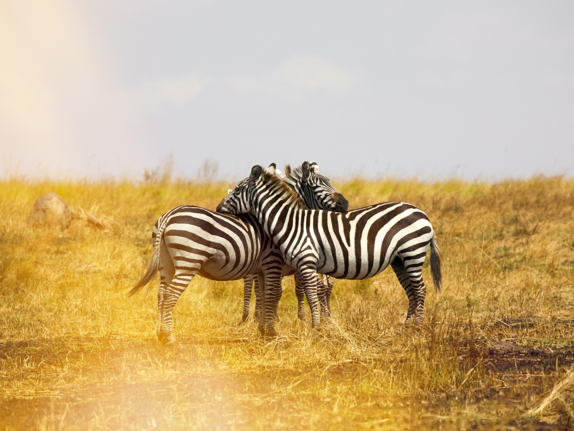 Traumziele für Flitterwochen: siam-headerbild-afrika
